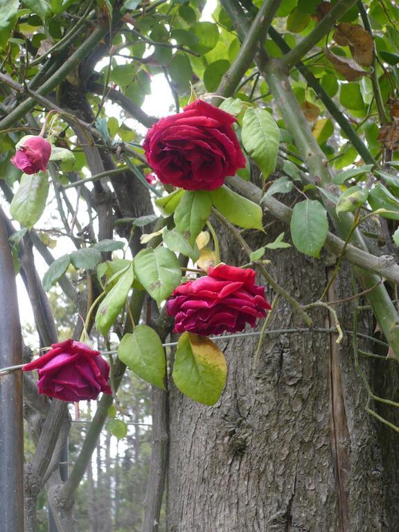 El Lugar De La Flor *